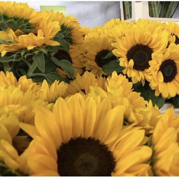 tournesol-de-geneve