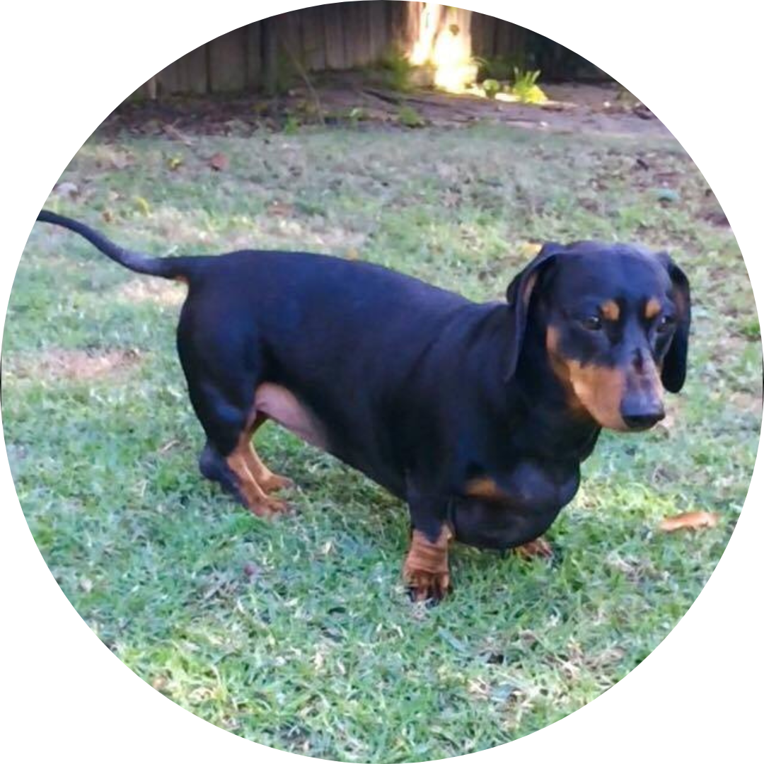 Rose-Hip Vital Canine | Mr Beasley Joint Pain