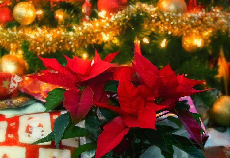 クリスマス花とは