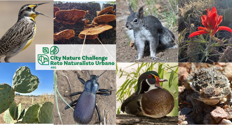 City Nature Challenge ABQ 2026