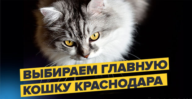«Главная кошка Краснодара» на «Радио Дача»