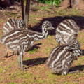 emu_chicks_gypsy_shoals_farm