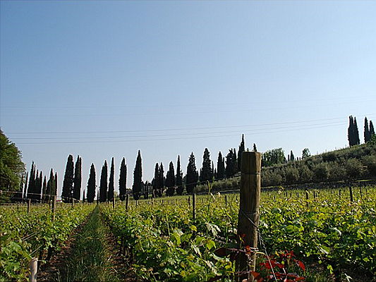  Cefalù
- Franchising con Engel & Völkers in Valpolicella