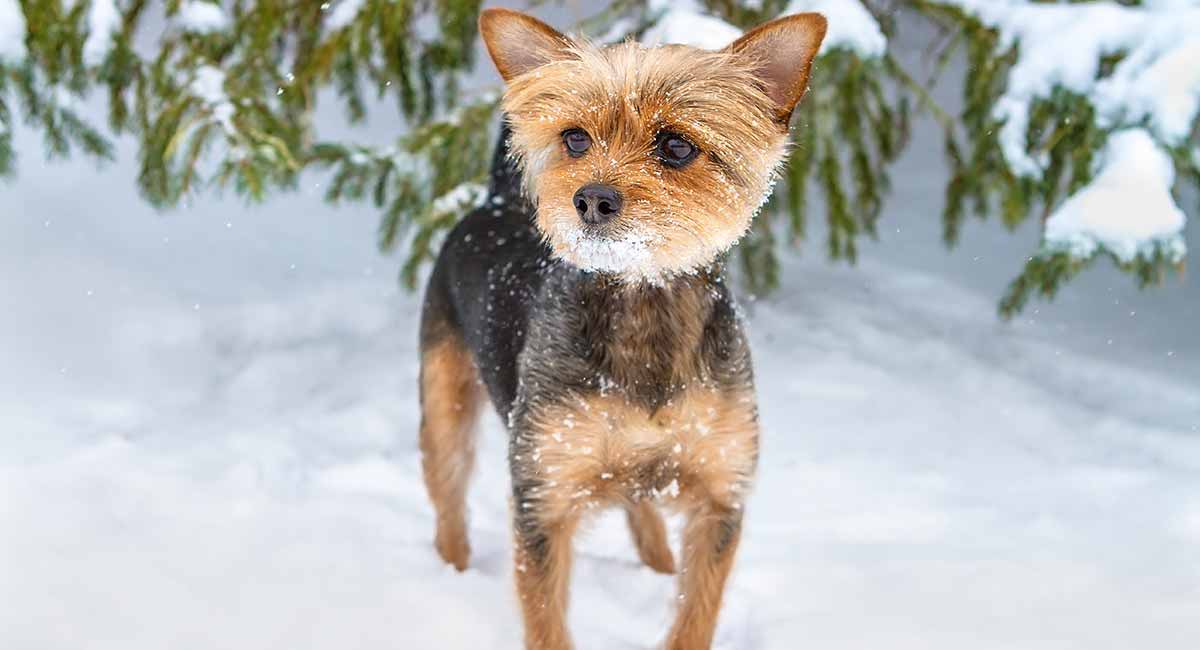 chihuahua yorkie mix