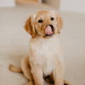 Chiot