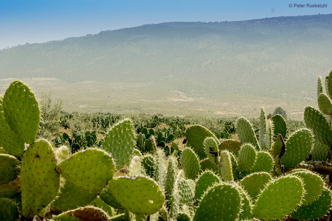 Kaktusfeigen Plantage Tunesien