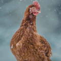 adult-hen-standing-in-snow adult-hen-standing-in-snow