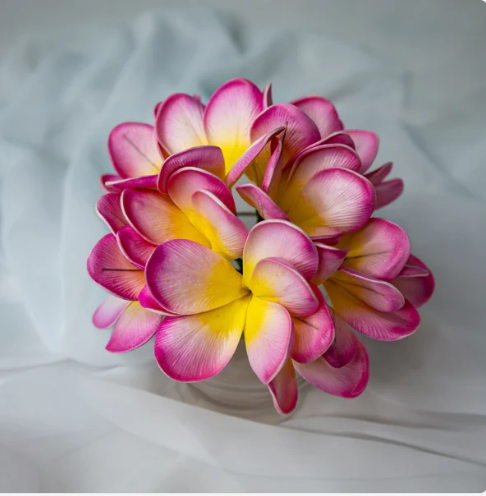 Light Pink Frangipani Flowerhead (6 Pack) - Realistic Artificial Flowers - Image 6