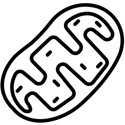 Supercharge Cellular Energy