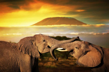 Tsavo elephants.jpg