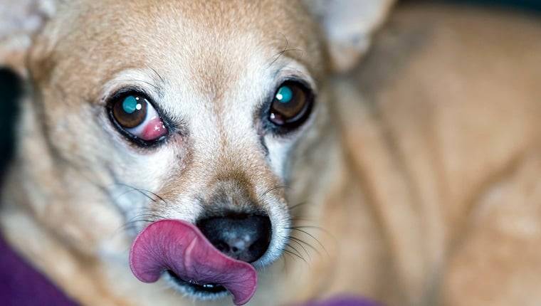 chihuahua suffering from cherry eye