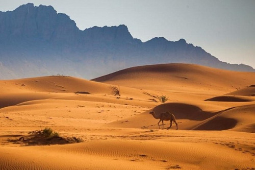 Extreme Safari в пустыне