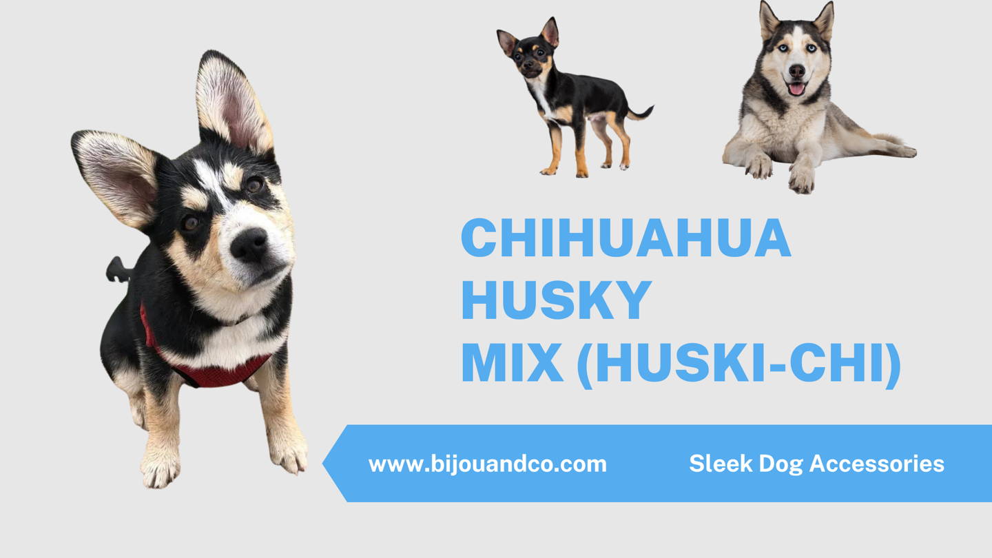chihuahua husky mix