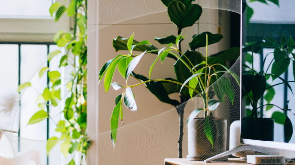 image of plants in a house