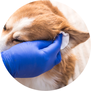 Limpiando oreja del perro
