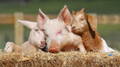 Verb Vitamins supports farm-animal rescues