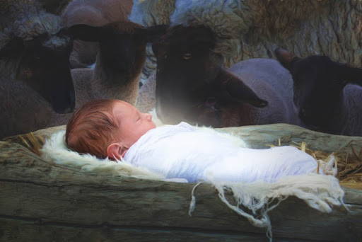Detailed photographic painting of baby Jesus lying in a manger. Sheep fill the background. 