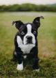 Boston Terrier looking at camera