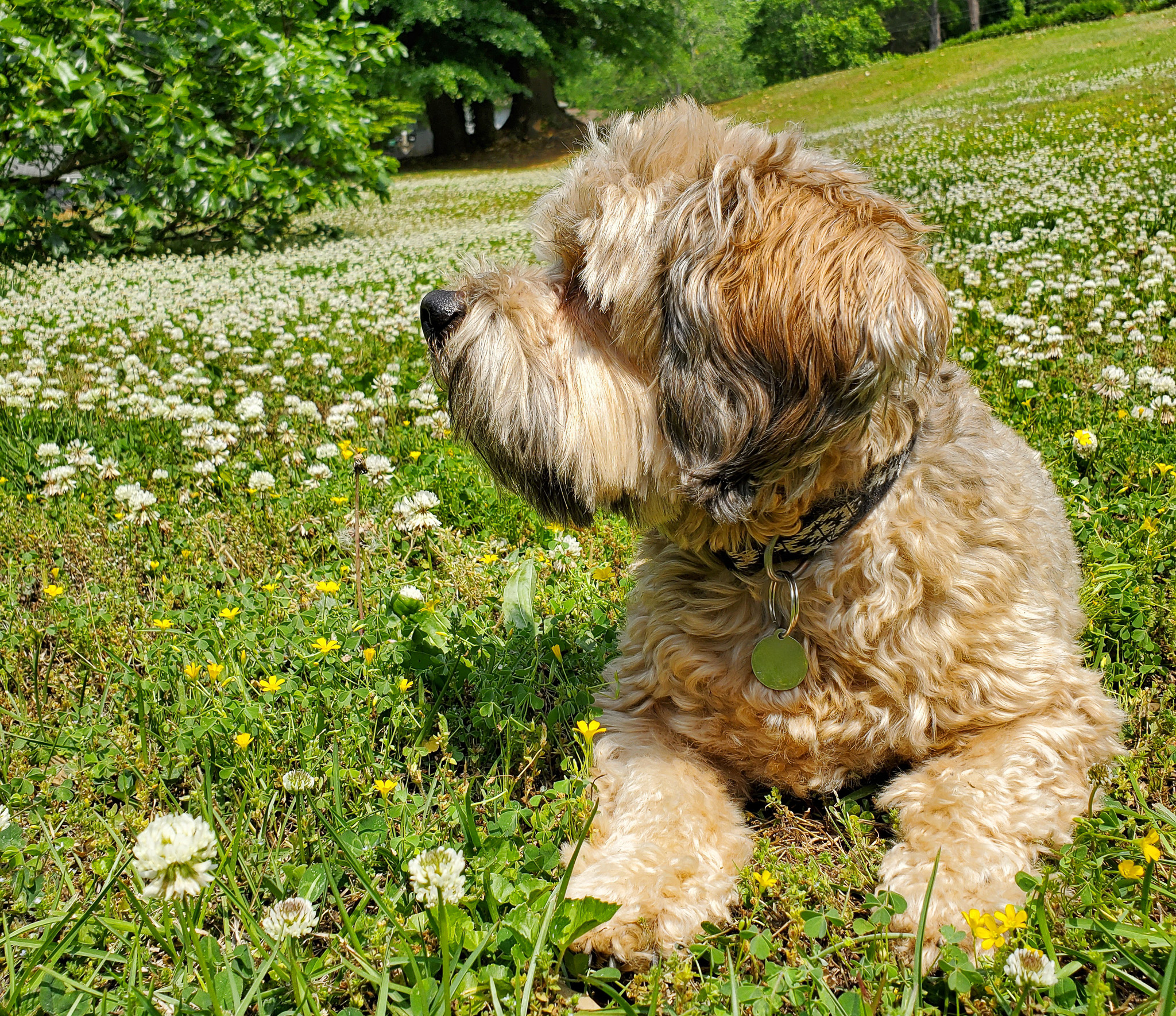 A dog sunning on a clover lawn