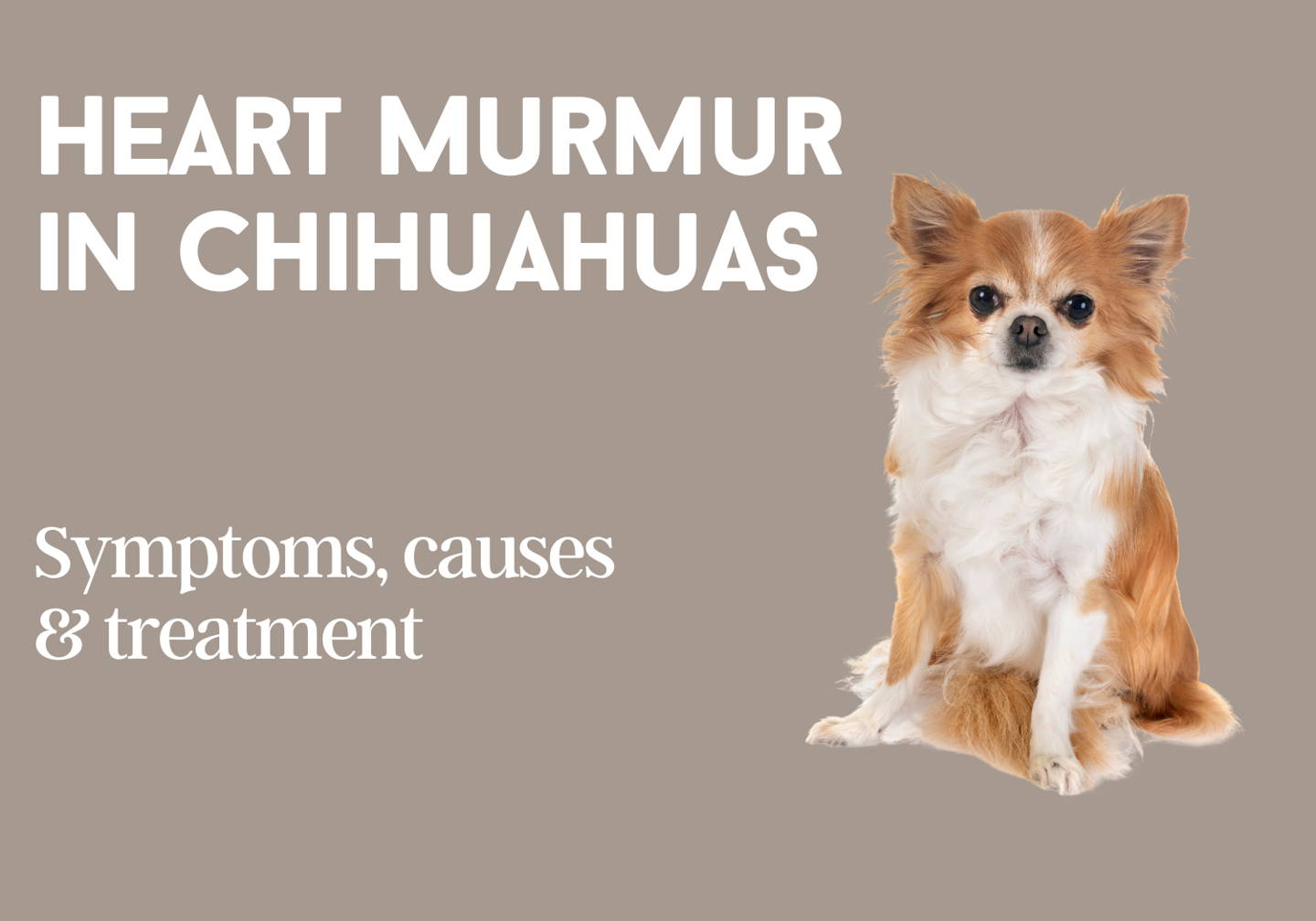 heart murmur in chihuahua 