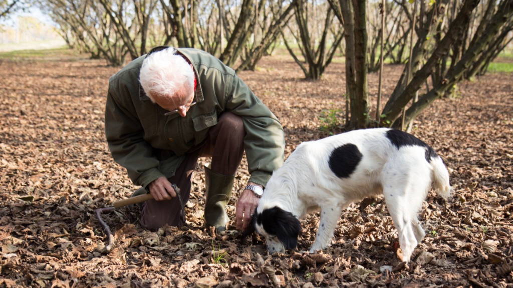 Truffle-hunting Demonstration with a Local Expert and His Beloved Dog | Revittle