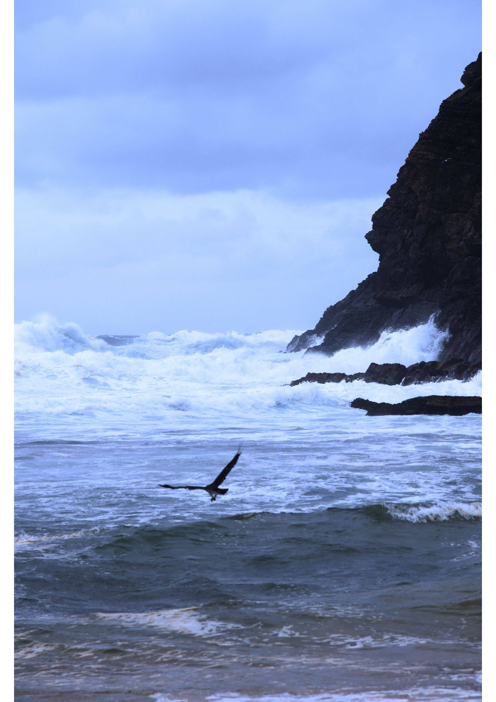Sea Eagle Praying for Fish