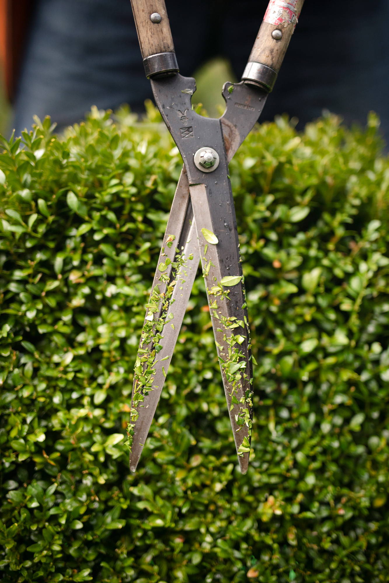 Japanese hedge shears