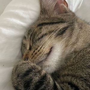 Marnie's Cat Sitting for Wedding/Honeymoon