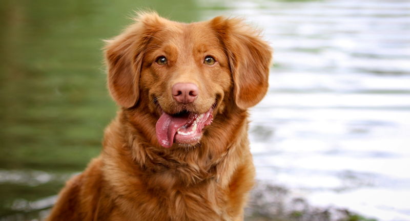 Yappy Hour at Lanier Islands Resort