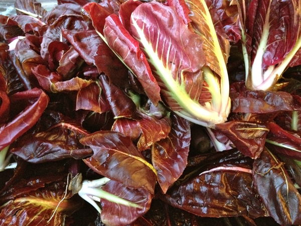 chicoree-amere-rouge