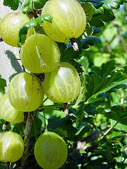 A close up image of some Gooseberry fruit. They are ovular in shape, and have white veins running across their surface. They have a fine layer of prickle across the surface.