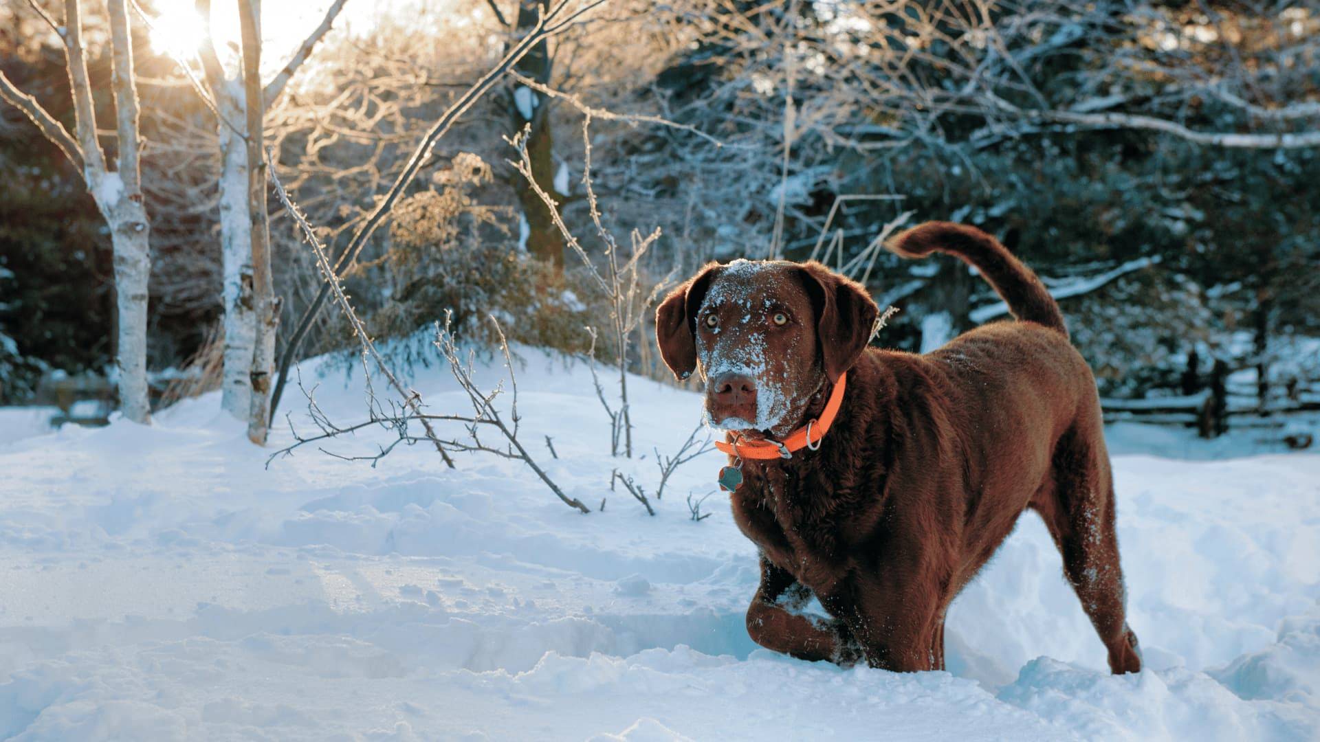 Hund leidet