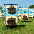 bee-colony-preparing-to-swarm
