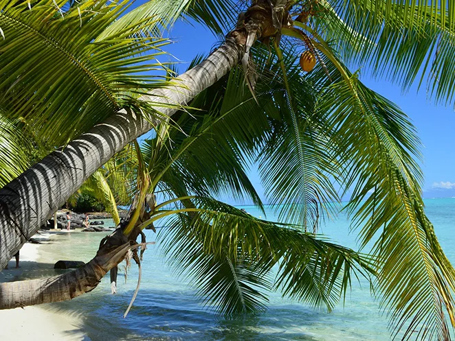 Photo d'un palmier sur la plage.