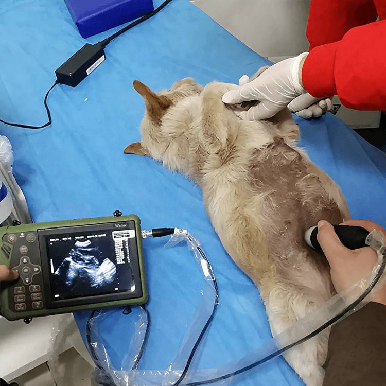 猫の超音波検査　裁断済み　獣医　エコー　超音波　猫 犬、猫、中型家畜用ポータブル獣医用超音波スキャナー – Wellue