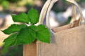 reusable bag with a plant to promote  the use of reusable bags to make Black Friday more sustainable and eco-friendly