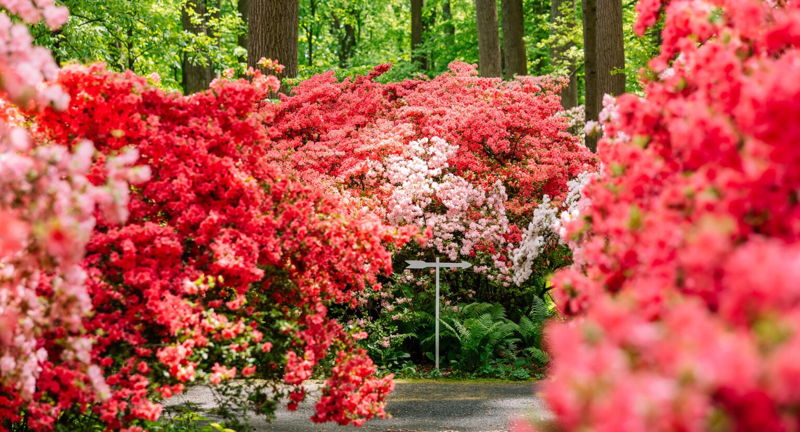 Garden & Estate Insider: Kurumes of Azalea Woods