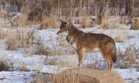 Coyote