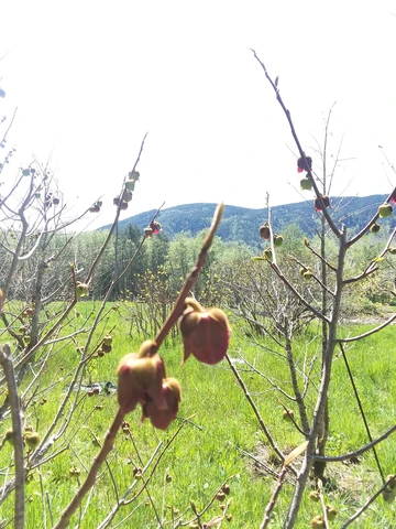 Grafting methods for pawpaw trees