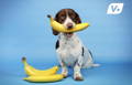 Small dog sitting proudly holding a banana in his mouth