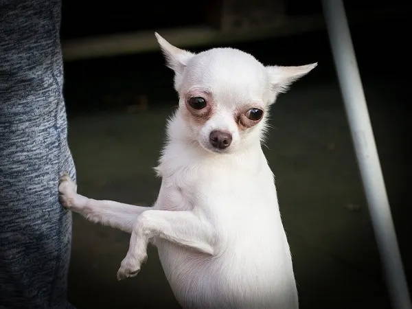 red eyed chihuahua