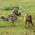 emu_chicks_exploring_backyard_gypsy_shoals_farm