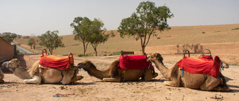  Agafay Desert Sunset Camel Ride w/ Hotel Pickup & Drop-off