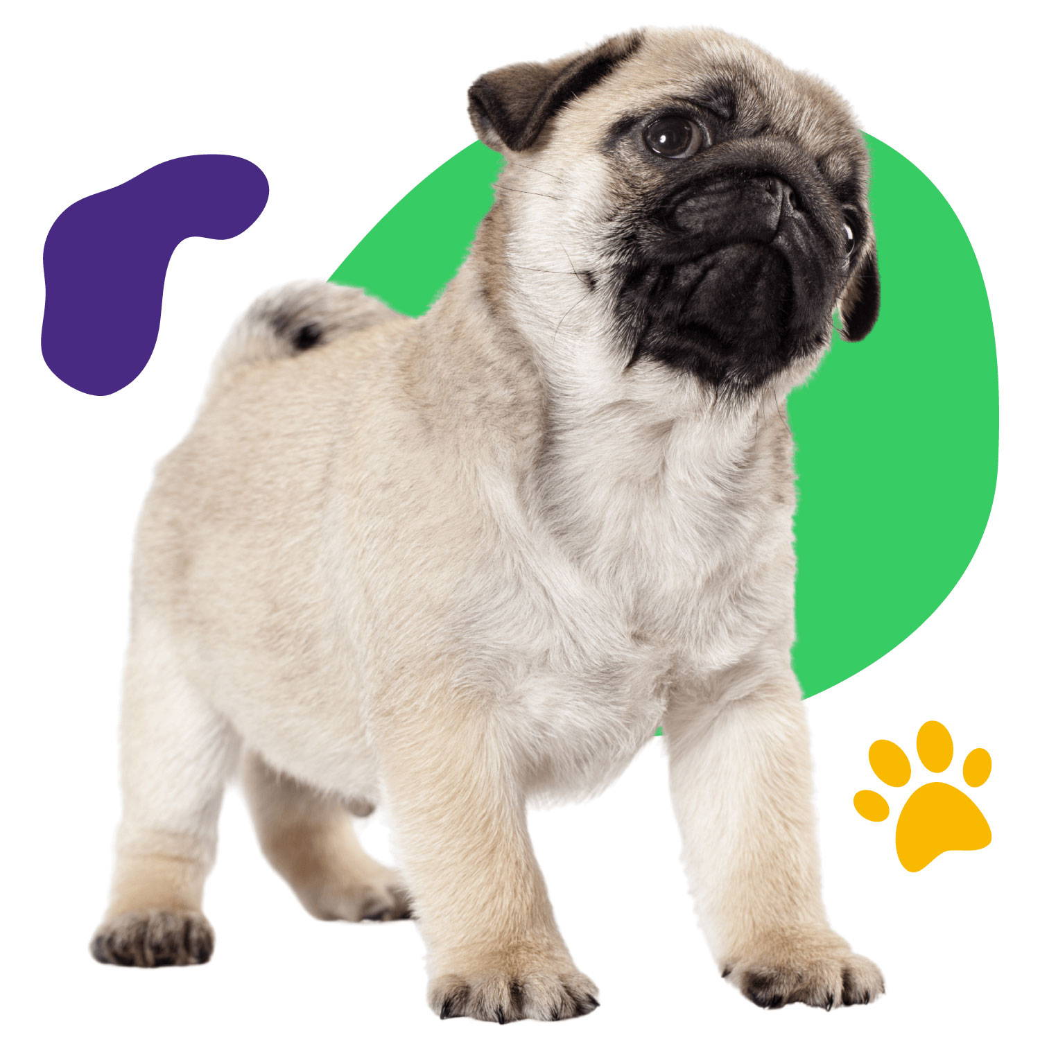 Cachorro pug