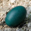 green-speckled-emu-egg-on-ground green-speckled-emu-egg-on-ground