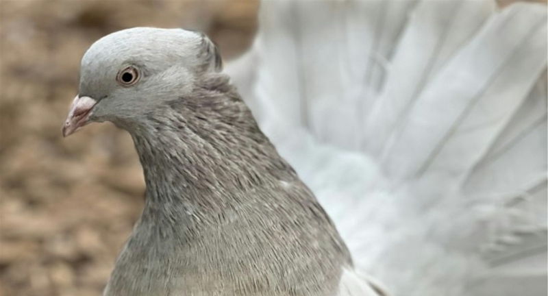 The Fascinating World of Pigeons
