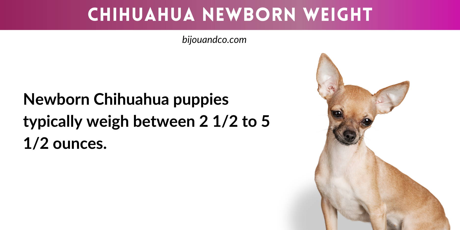 chihuahua ideal weight
