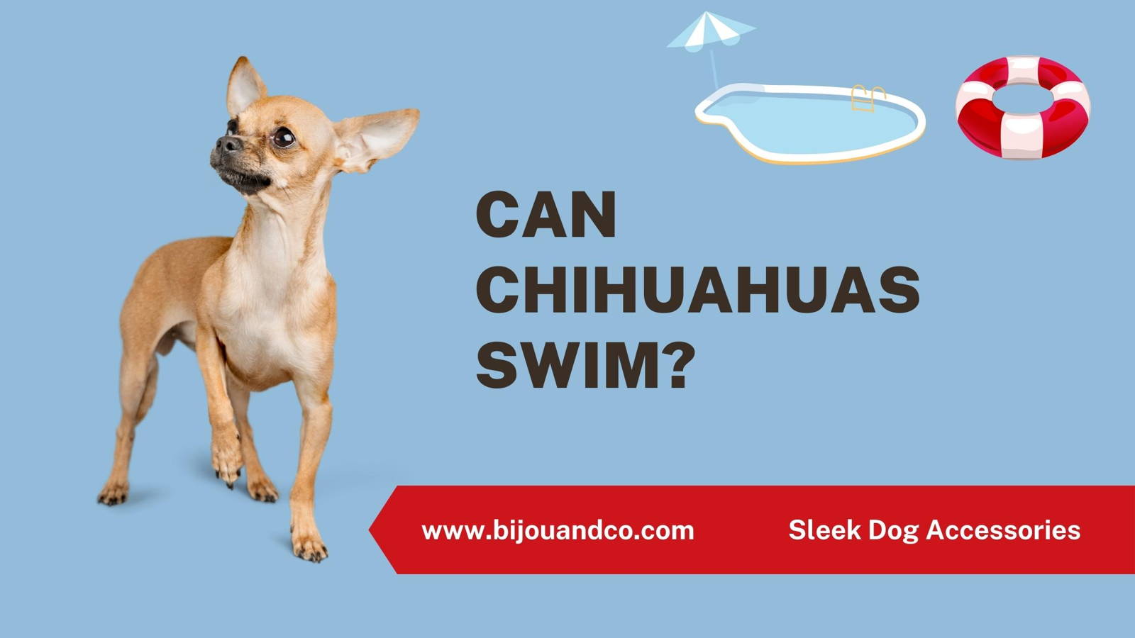 can chihuahuas swim