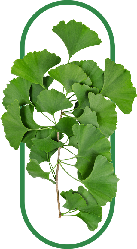 ginkgo biloba as main ingredient of ginkgo supplement