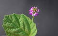 Psoralea corylifolia flower, Bakuchi plant and flower